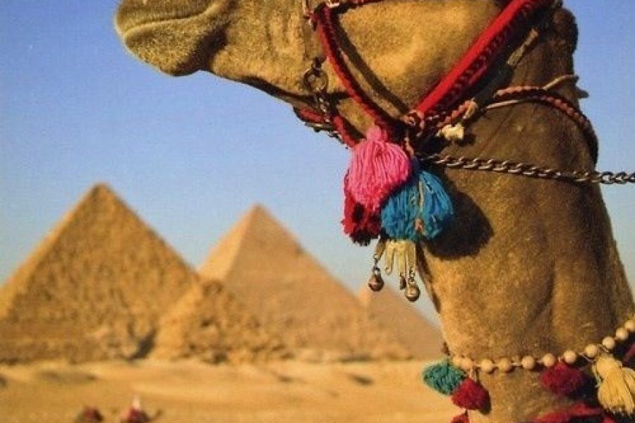 Day Trip to Cairo by Flight from Marsa Alam